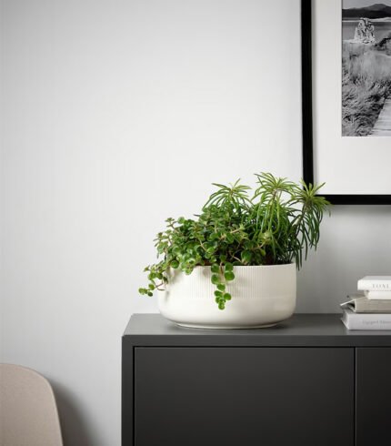 Anthurium – King of hearts – Image 5